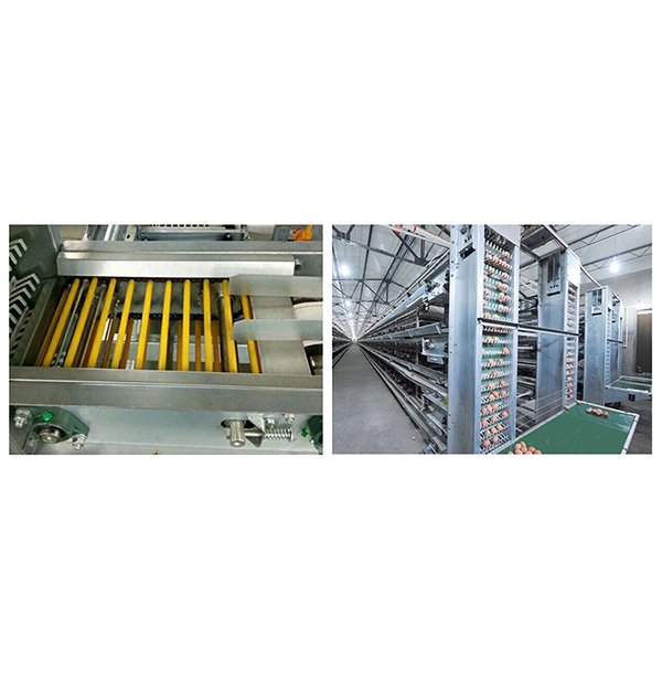 运城蛋鸡集蛋系统