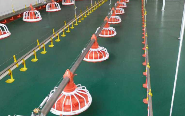 全自动养鸡装备水线的这两个问题你都知道吗？？