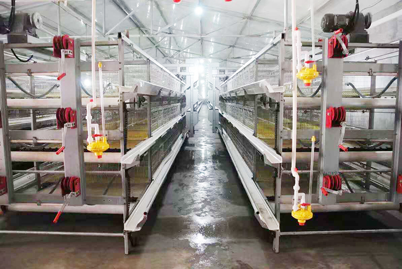 肉鸡行情，及养殖肉鸡装备