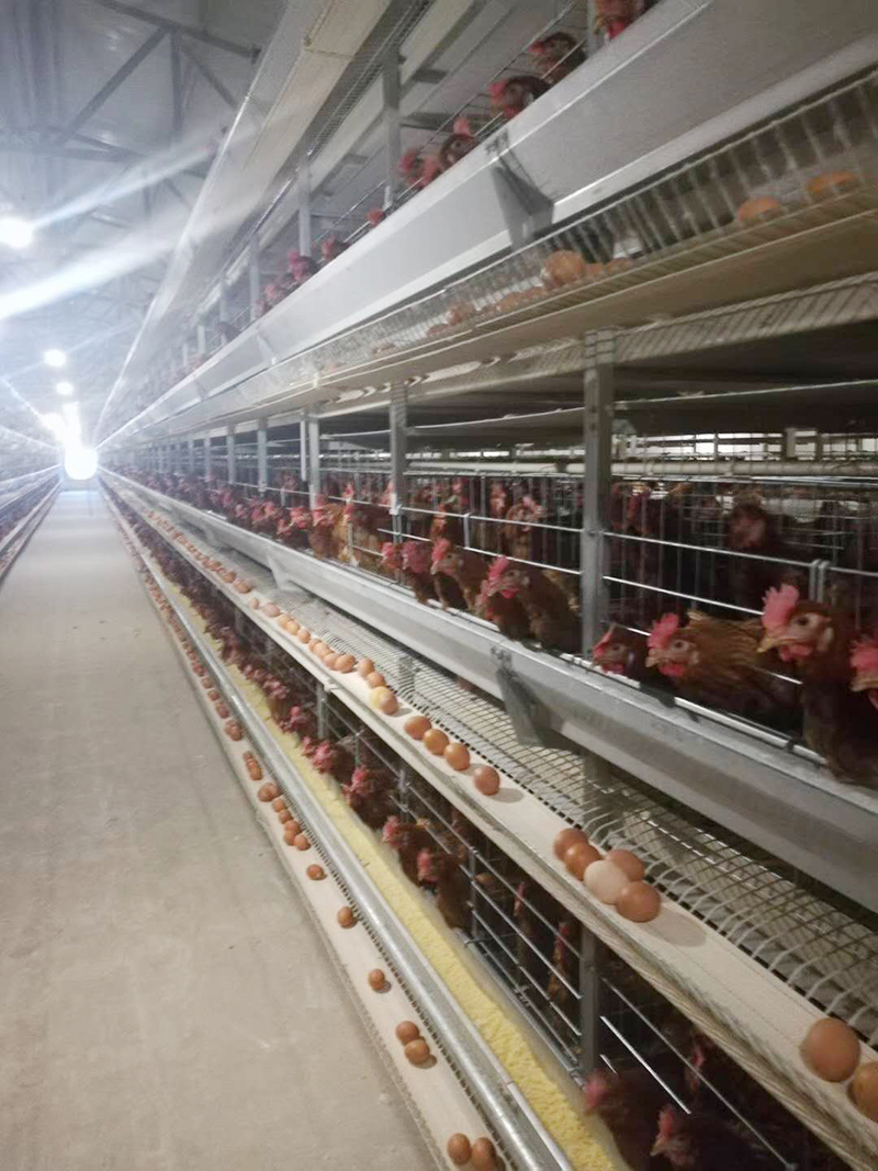 你知道蛋鸡装备的装置要领有哪些吗？？？