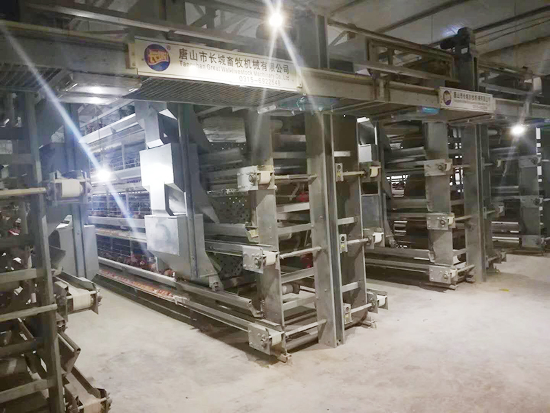 蛋鸡装备该怎样举行使用呢？？