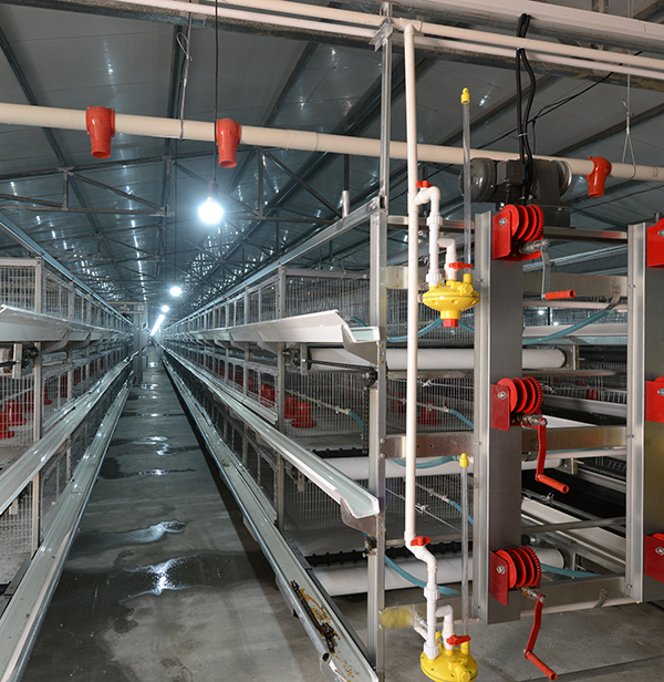 使用肉鸡装备时怎样对肉鸡笼子举行消毒？？