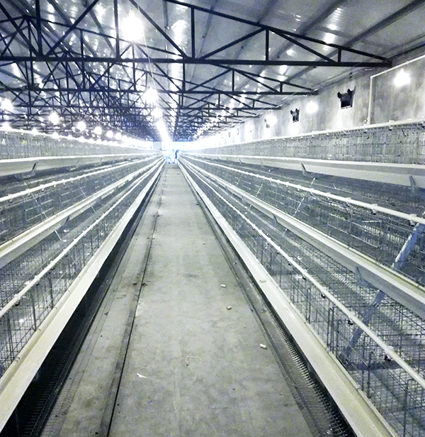 使用蛋鸡装备时需要注重什么清静问题