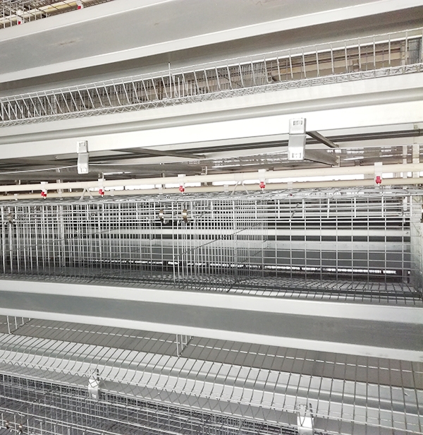 你知道全自动养鸡装备的养鸡优势吗？？？